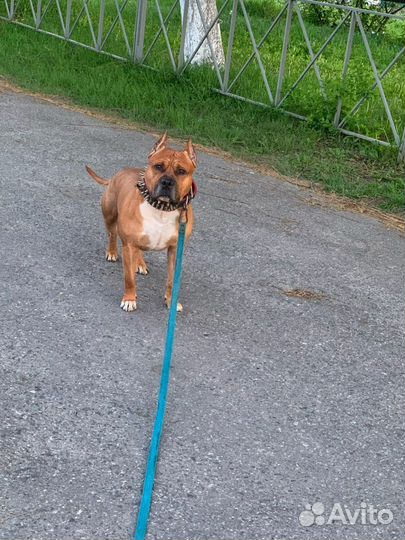 Вязка стаффордширский терьер