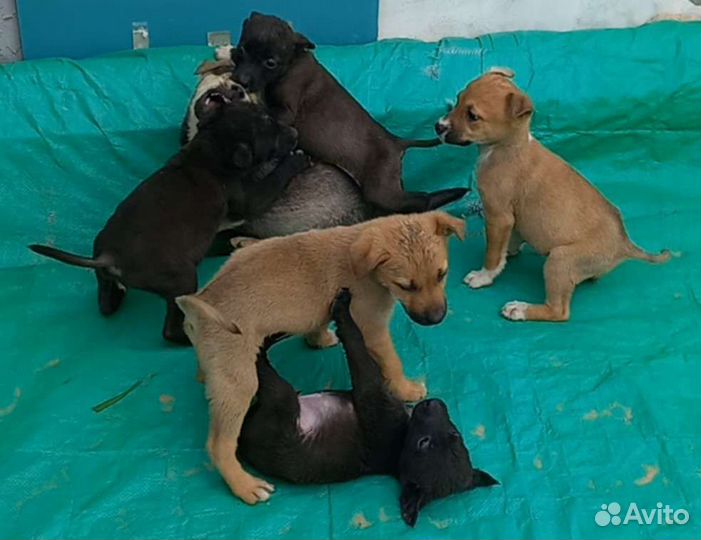 Собака в добрые руки отдам бесплатно