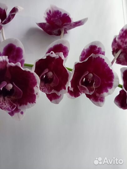 Орхидея фаленопсис