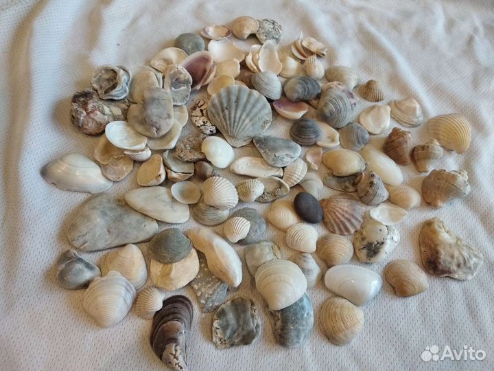 Ракушки морские
