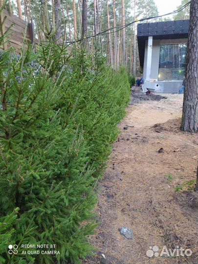 Сосна / Ель обыкновенная