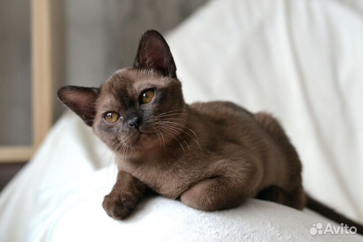 Бурманские котята
