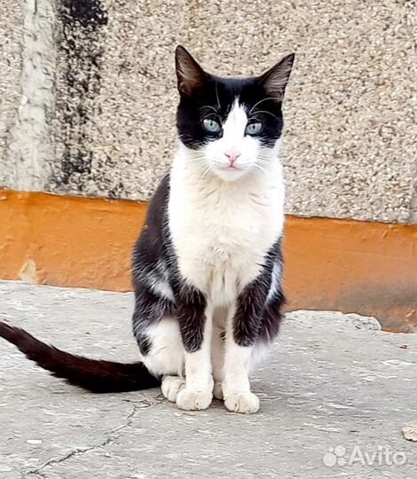 Ручная,ласковая,бывшедомашняя юная кошечка в дар