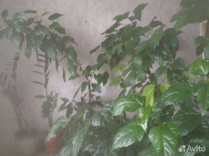 Сортовые гибискусы