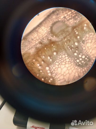 Репетитор по биологии \географии