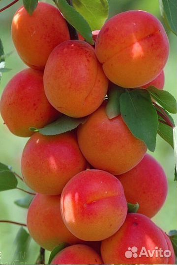 Абрикосb Армения