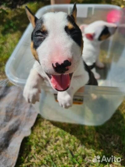 Миниатюрный бультерьер щенки