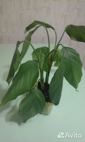 Аглонема скромная