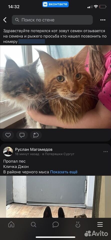 Потерялся кот