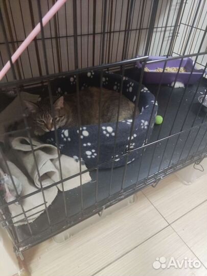 Кошечка в добрые ручки