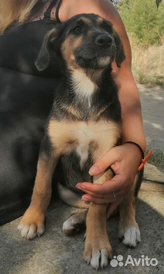 Щенок в добрые руки бесплатно