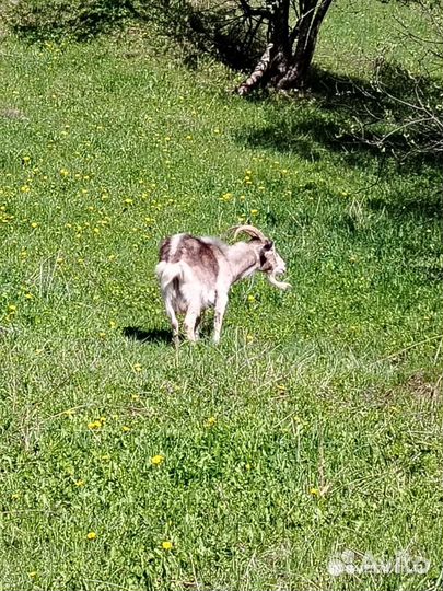 Коза дойная