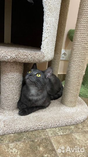 Кот в добрые руки