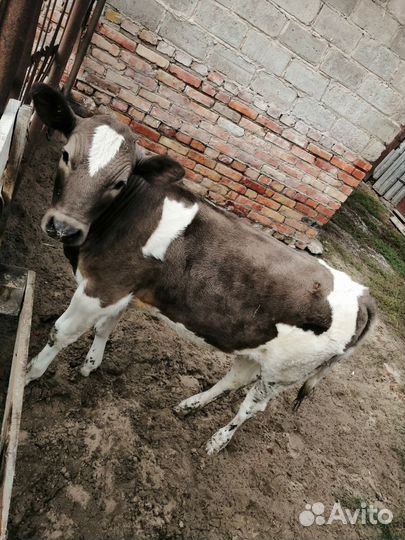 Телочка 3 месяца