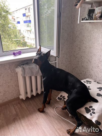 Доберман вязка