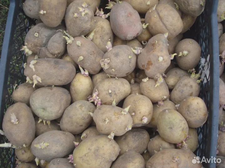 Картошка семенная