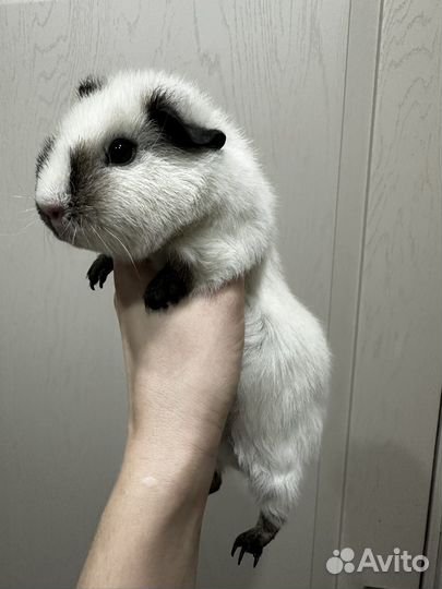 Морская свинка