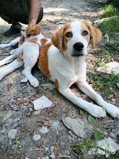 Собака щенки в лесу срочное пристройство