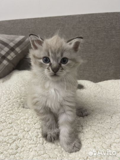 Котенок вислоухий мальчик