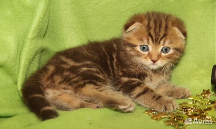 Шотландские вислоухие котята, разного окраса