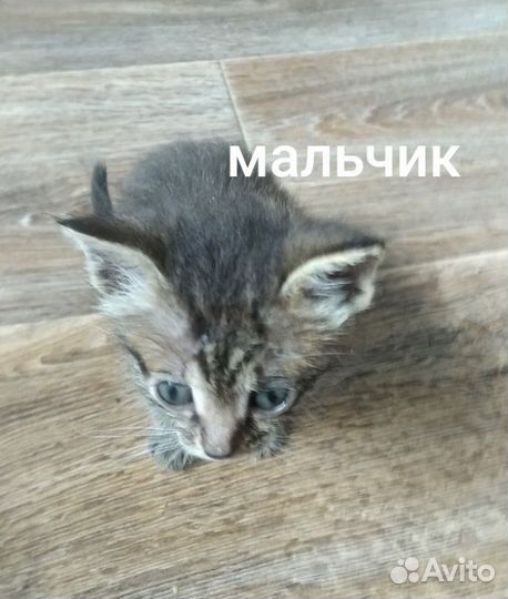 Котята в добрые руки бесплатно