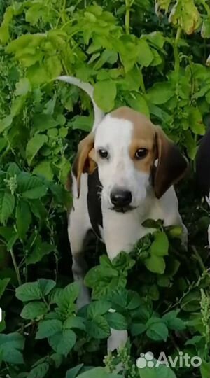 Русская пегая гончая