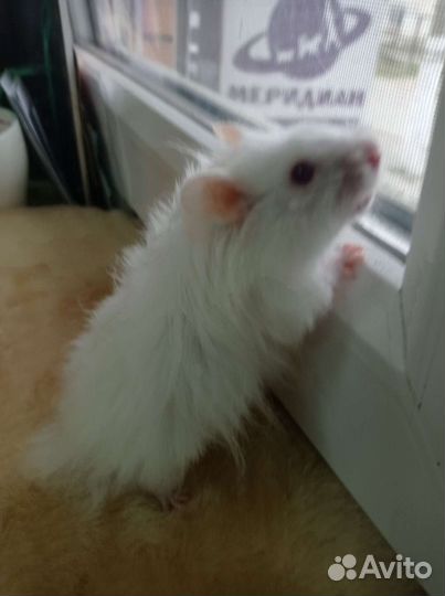 Сирийский хомяк мальчик