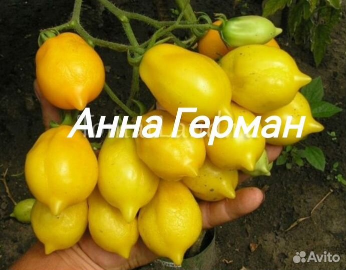 Семена коллекционных сортов томатов