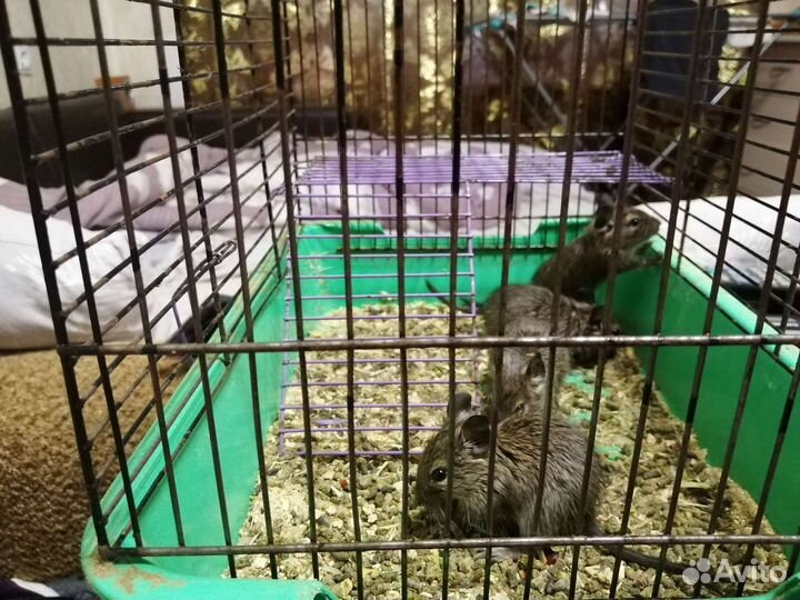 Бельчата дегу с взрослым самцом