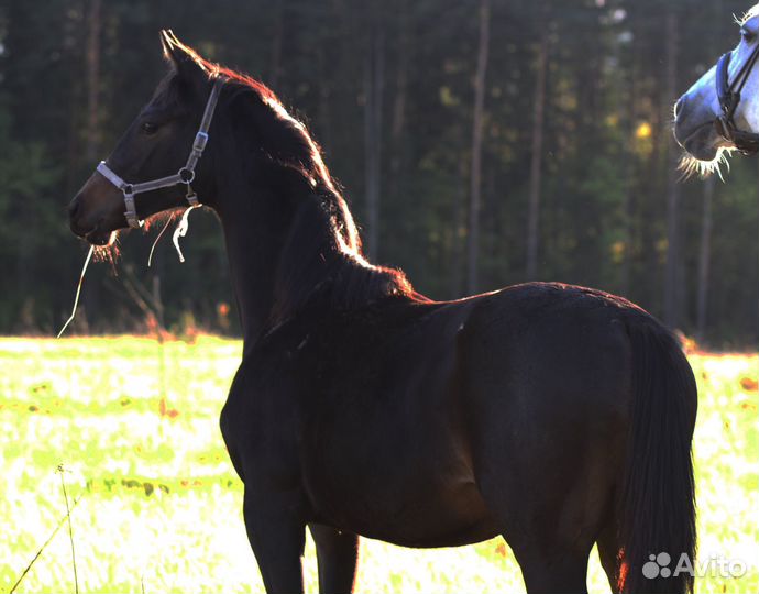 Кобылка квпн (1 год)