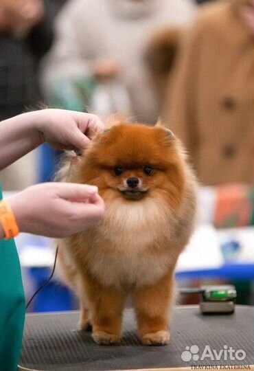 Кобель для вязки(Чемпион России, померанский шпиц)