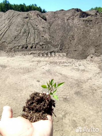 Чистый коровий навоз в мешках 25 литров