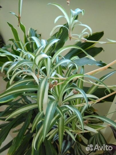 Хлорофитум