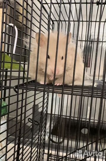 Сирийский хомяк