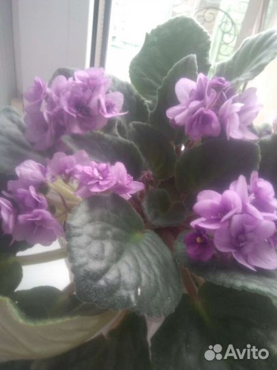 Фиалка в горшках