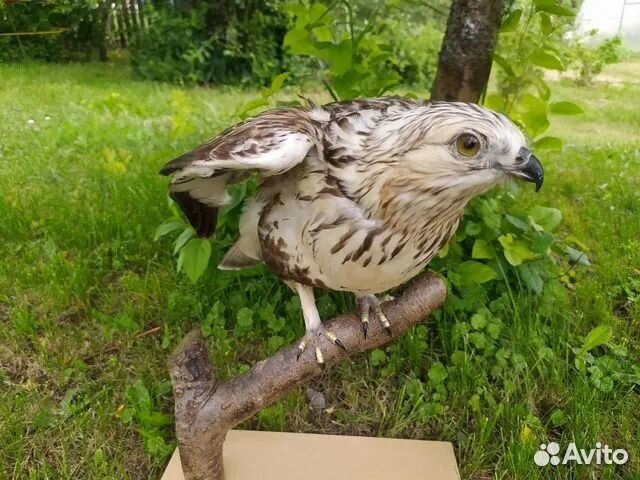 Продам чучело птицы