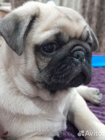 Щенки мопса