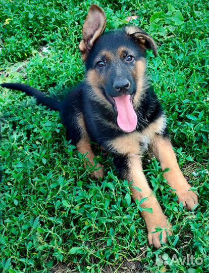 Выгул собак