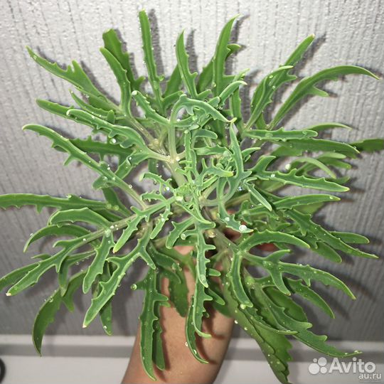 Крассула Синяя птица, Суккуленты