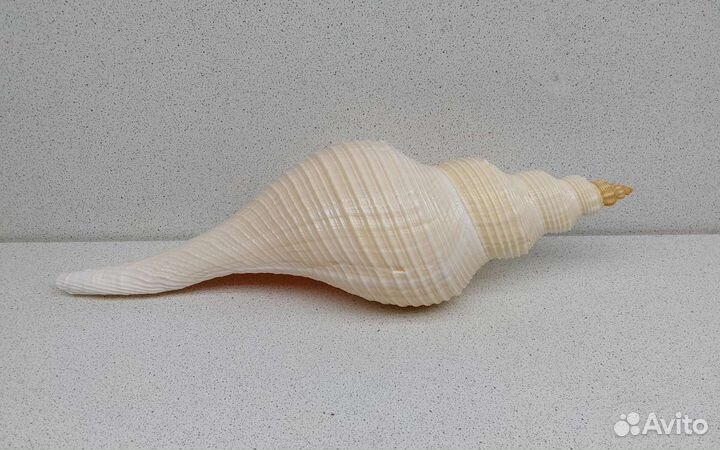 Хемифусус Туба 26,3 морская ракушка раковина