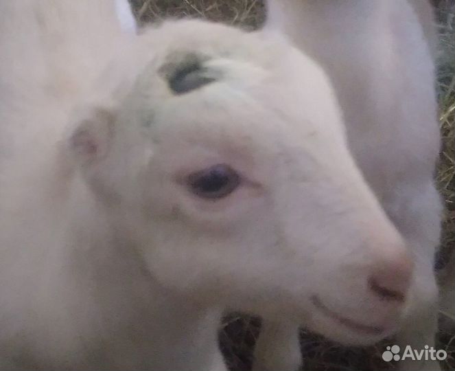 Обезроживание козлят