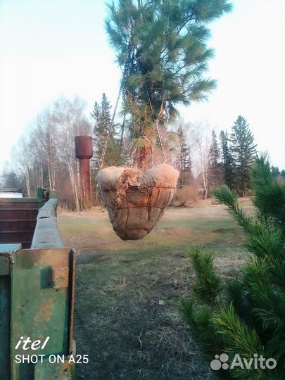 Крупномеры Кедр, ель