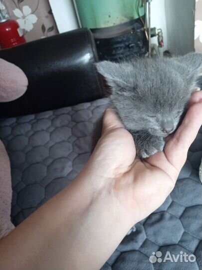 Кошки бесплатно