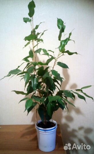 Фикус Бенджамина сорт Экзотика