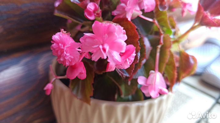 Бегония, укоренённые черенки