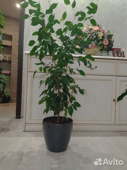 Фикус бенджамина 90-93-65 см