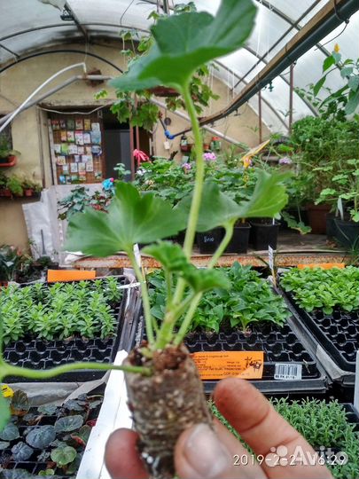 Пеларгония, Петунии, петхоа, калибрахоа в подарок