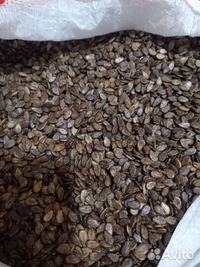 Семена арбуза