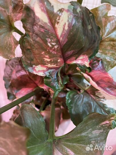 Сингониум клубничный лед