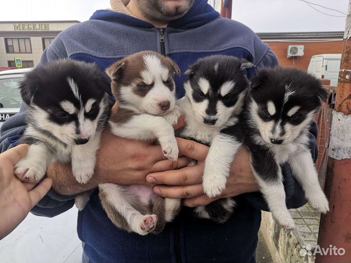 Щенки хаски